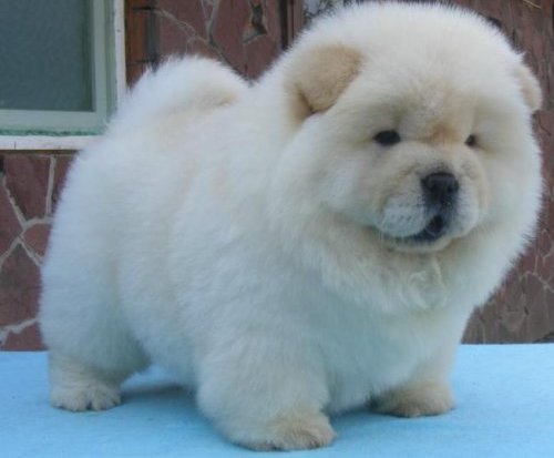 Leale e adorabili cuccioli di Chow Chow femminucce e maschietti disponibili