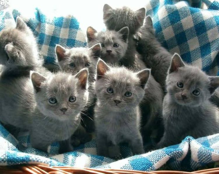 3 gattini certosini per l'adozione