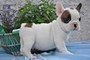 Cuccioli di Bulldog Francese  Cuccioli di Bulldog Francese
