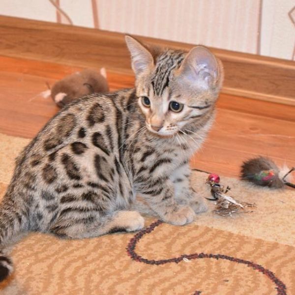 Gattini bengal per adozione