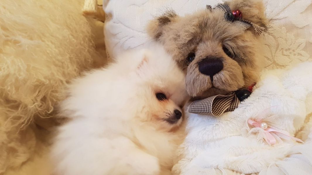 Regalo Volpini cuccioli di pomerania
