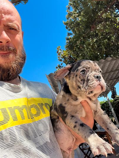 Cucciolo maschio di bulldog francese 