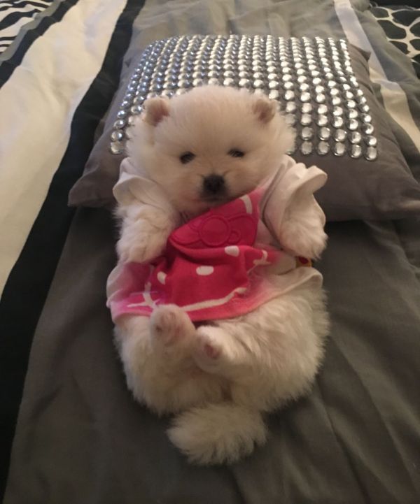   Volpino di pomerania