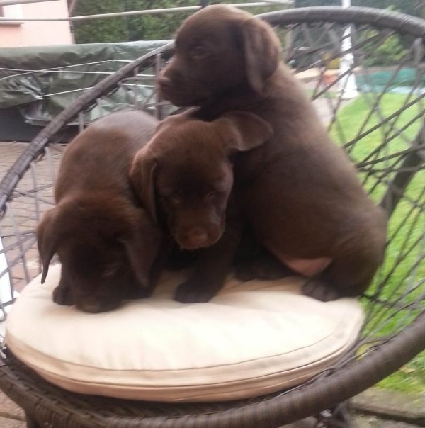  cuccioli di labrador  per adozione ( maschio e femmina )