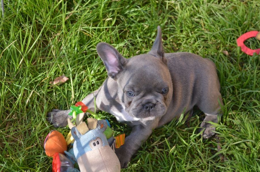 regalo cuccioli di Bulldog Francese disponibili per l'adozione