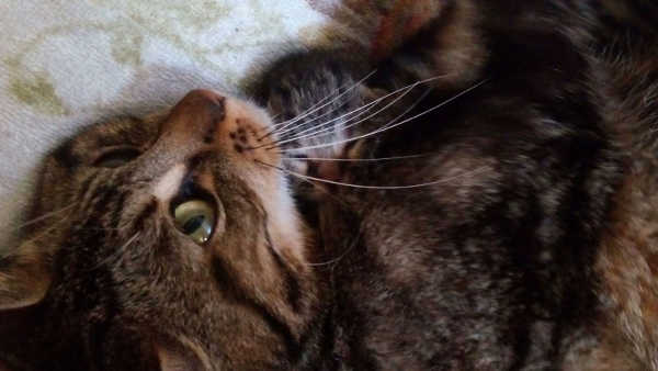Giovane micia in cerca di famiglia