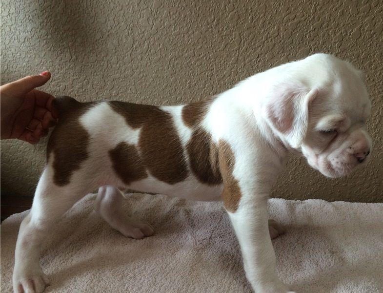  Regalo Cuccioli di boxer in pronta consegna i cuccioli verranno Dato dopo 90 giorni dalla nascita, 