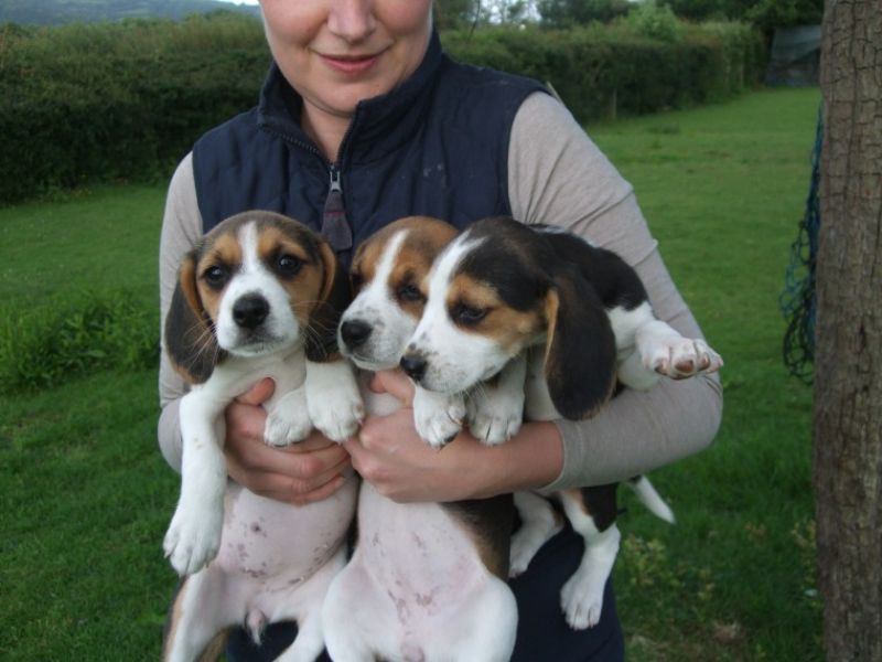 Regalo Cucciolo di Beagle in pronta consegna i cuccioli verranno Dato dopo 90 giorni dalla nascita, 