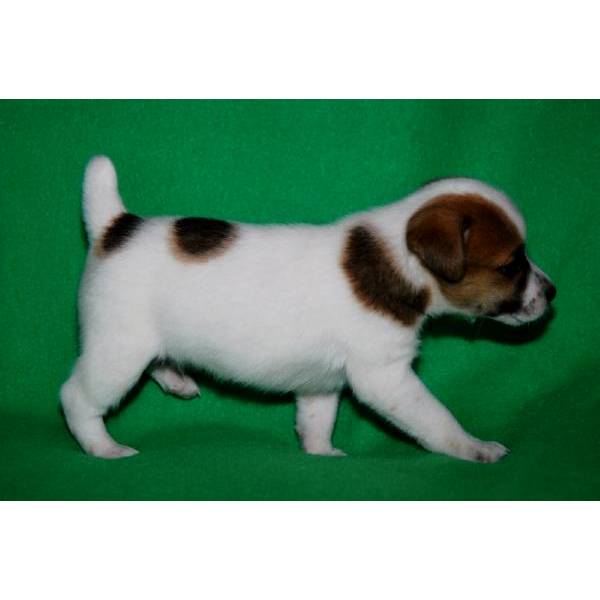 Regalo Jack Russell Terrier