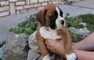 Cuccioli di Boxer maschi e femmine  cuccioli di Boxer maschi e femmine