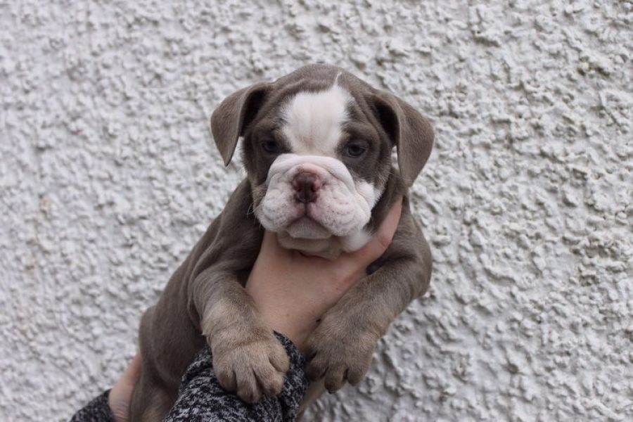 Bulldog inglese cuccioli introvabili cuccioli di bulldog inglese albicoca intelligenti e dolcissimi 