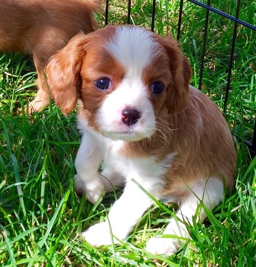 Molto bella e sani  cuccioli di cavalier king  per adozione maschi e femmine disponibili (gratis)