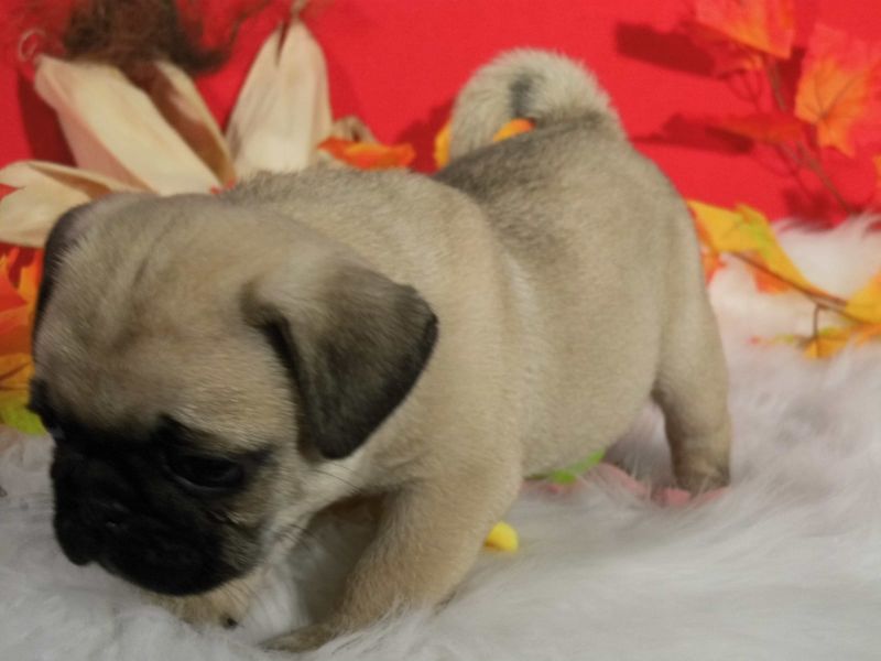 Cuccioli carlino disponibili