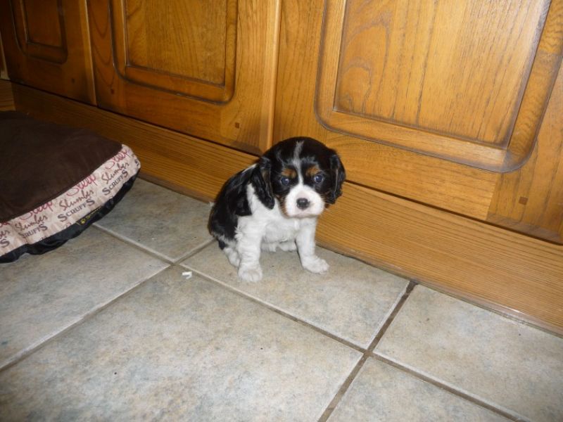 Cuccioli di cavalier king disponibili