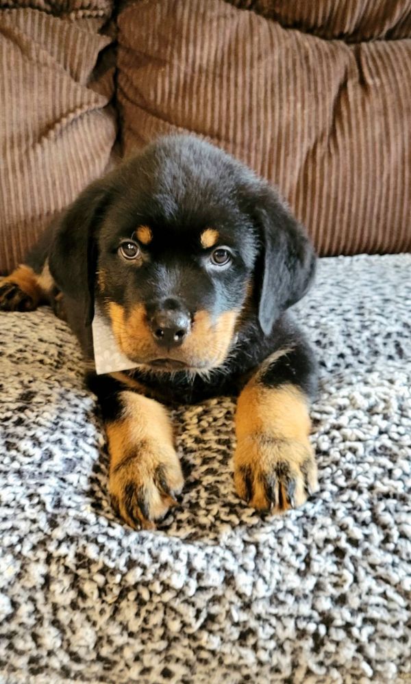  Rottweiler cuccioli introvabili cuccioli (marieiris783@gmail.com)  di Rottweiler intelligenti e dol