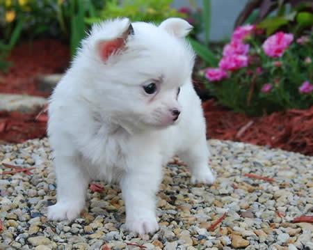  regalo chihuahua cuccioli disponibile per l adozione 