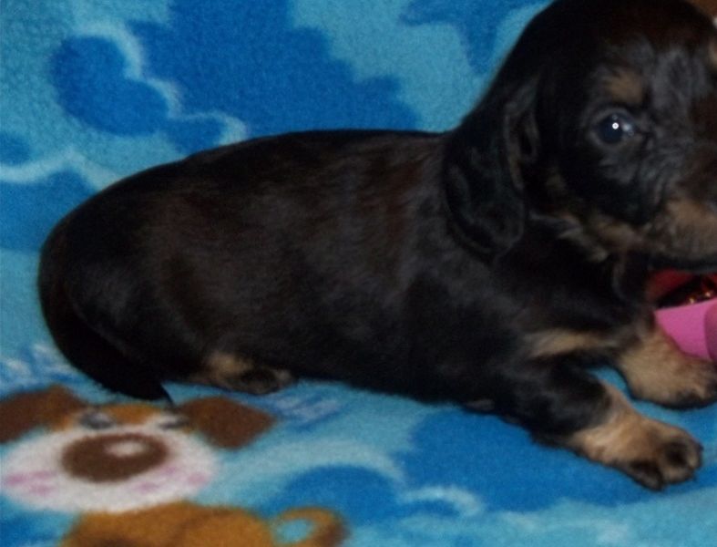 Cuccioli di Dachshund in buona salute per il reinserimento