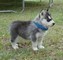 Cuccioli di Alaskan malamute