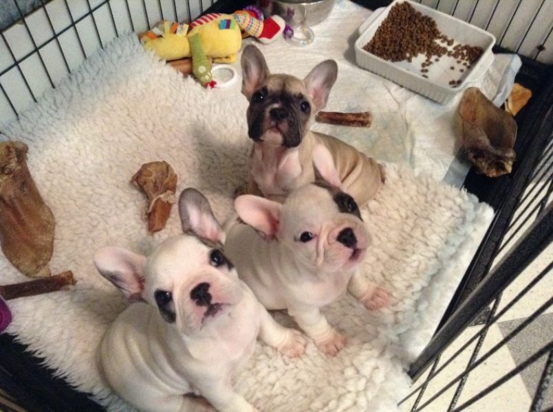 REGALO Cuccioli di Bulldog Francese