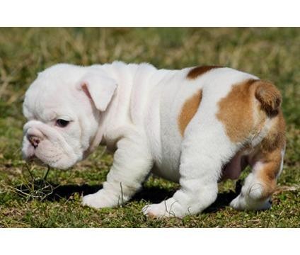 Adorabili cuccioli di Bulldog Inglese