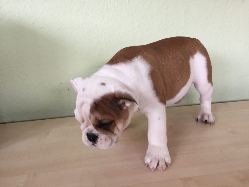 Molto bella e sani cuccioli di bulldog inglise  per adozione maschi e femmine disponibili (gratis)