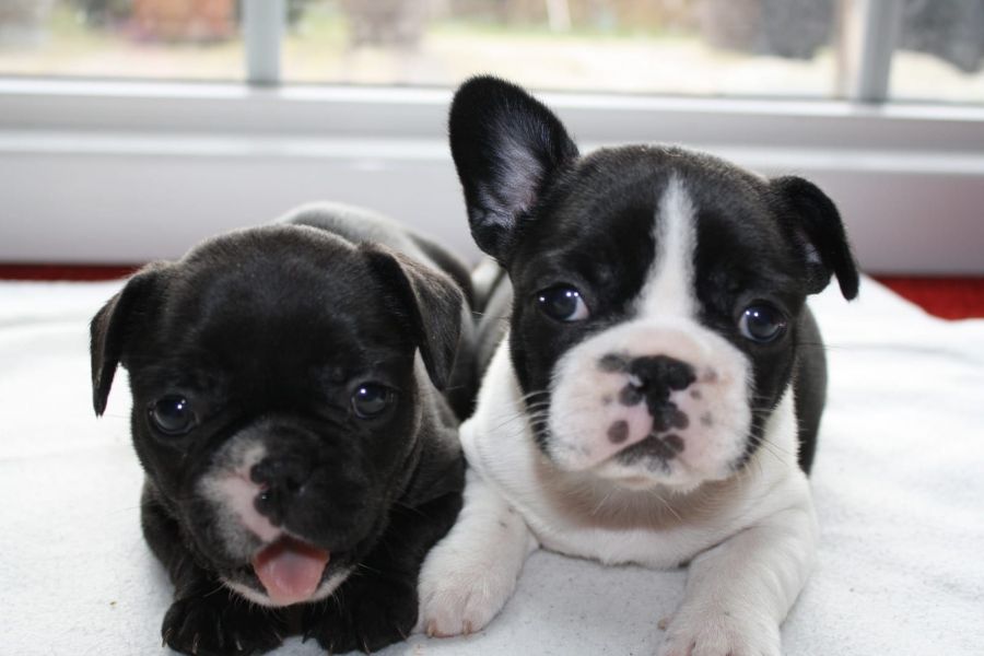  regalo cuccioli di Bulldog Francese disponibili per l'adozione