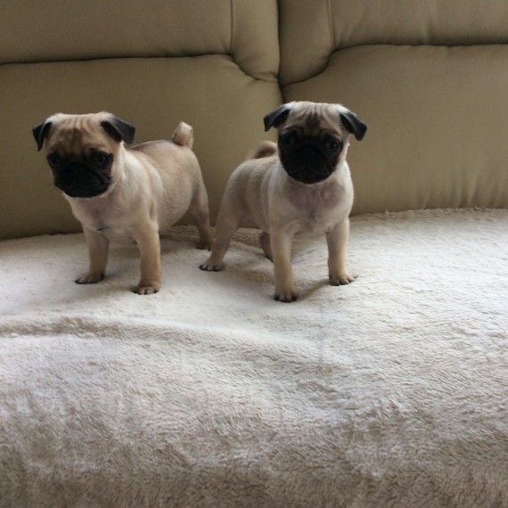 Bellissimi cuccioli carlino