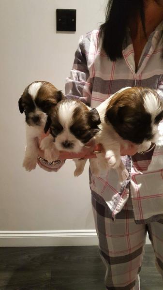 Abbiamo una bellissima cucciolata di SHIH-TZU trcolore.