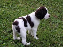  adorabili cuccioli di springer spaniel femminucce e maschietti disponibili per l'adozione cuccioli 