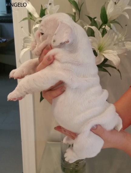Regalo Bulldog inglese cuccioli disponibili