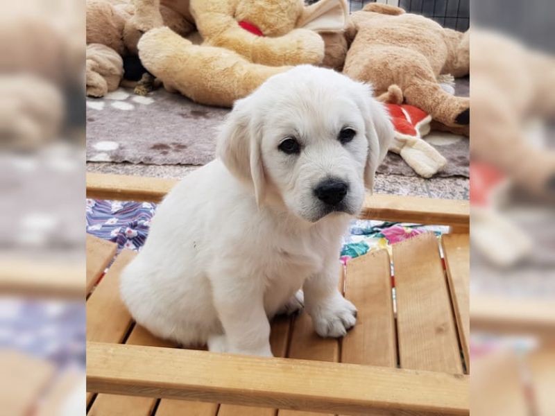 Cucciolo maschio Golden Retriever