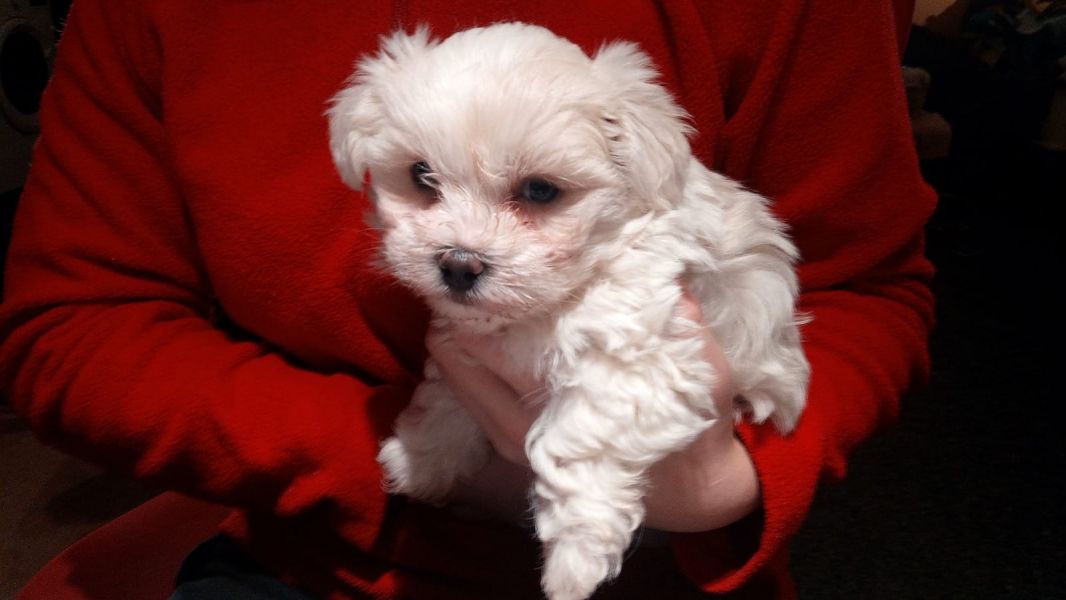 Cuccioli di micro maltese  ( per regalo )