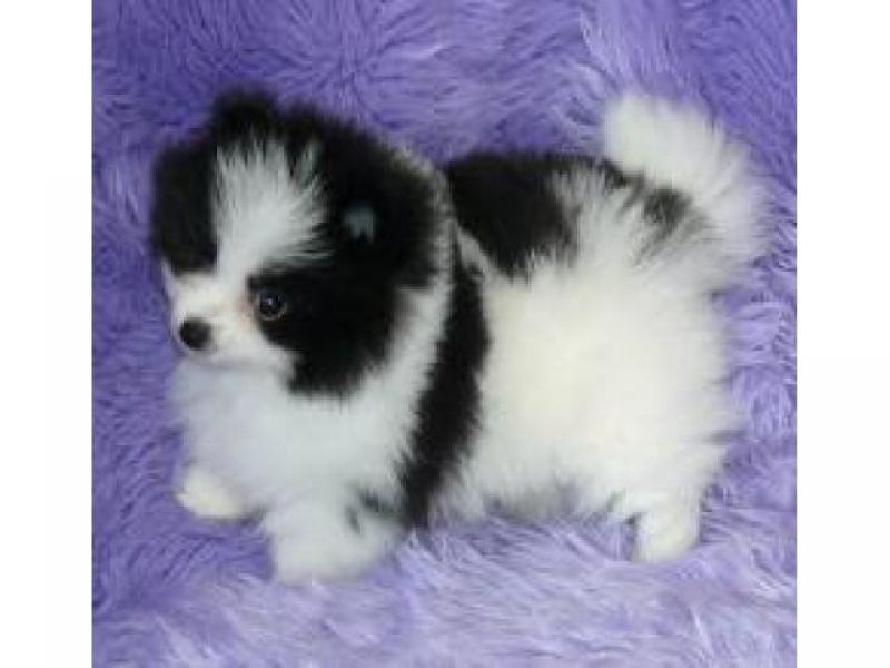 Regalo volpino pomeranian cuccioli disponibile per l adozione 