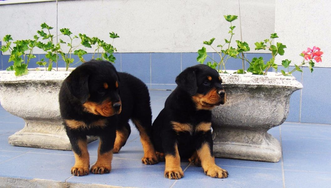 Molto bella e sani cuccioli di ROTTWEILER  per adozione maschi e femmine disponibili (gratis)