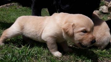 Cuccioli Di Labrador