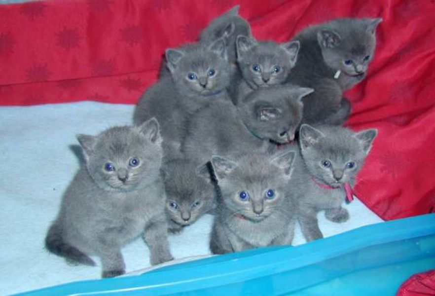 Digitare meravigliosi gattini Certosini