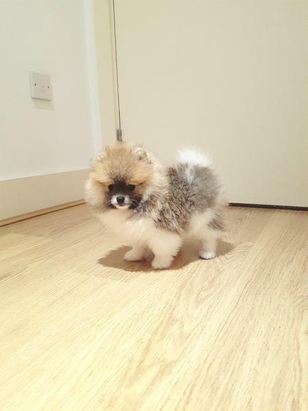  Volpino di pomerania
