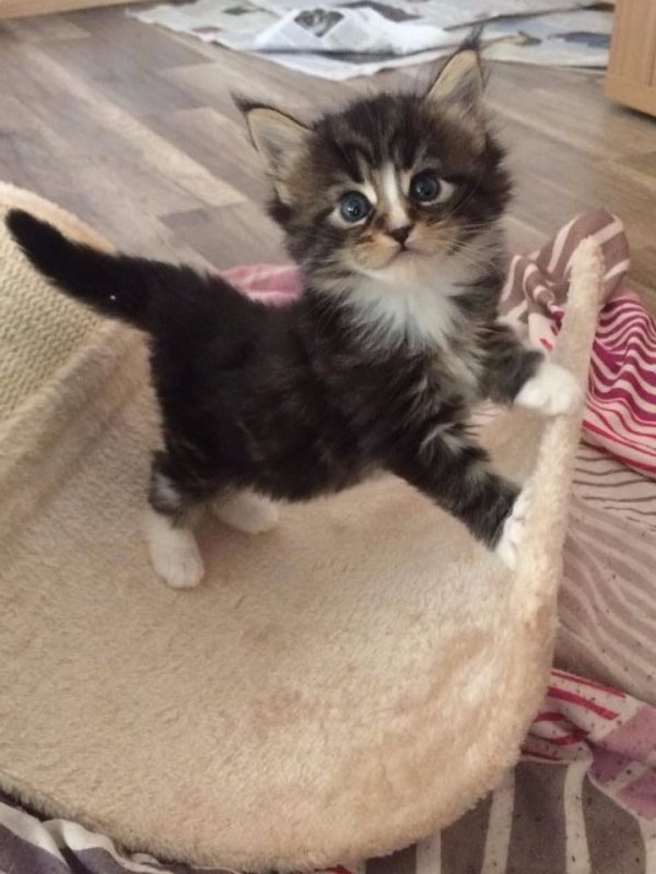 Maschio e femmina Gattino Maine Coon