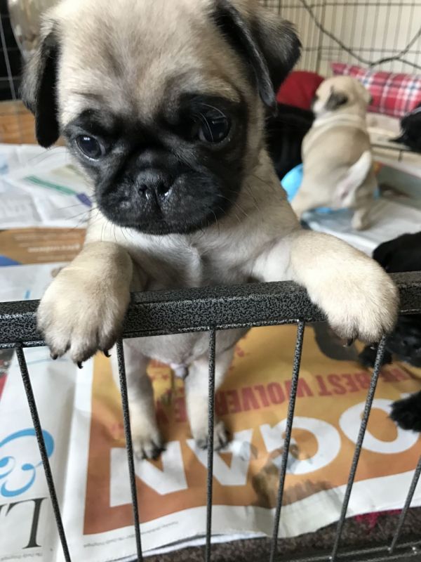 Bellissimi cuccioli carlino