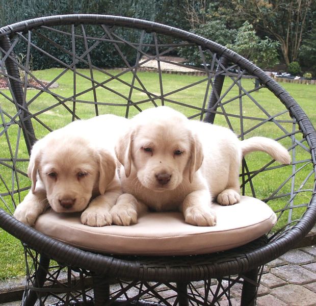  regalo cuccioli di labrador disponibili per l'adozione