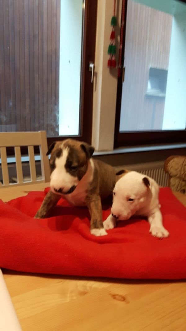 Cuccioli di miniature bull terrier  ( per regalo )