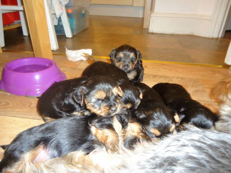 REGALO CUCCIOLI di Yorkie