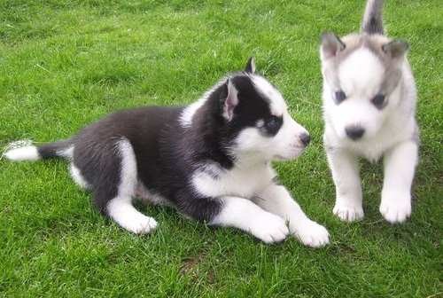 Occhi azzurri Siberian Husky Cuccioli con gli occhi azzurri di reinserimento
