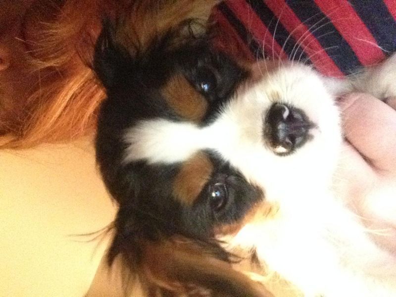 Regalo cuccioli di cavalier king charles spaniel disponibili per l'adozione