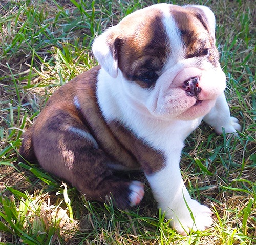  cuccioli di bulldog inglise  per adozione ( regalo  )