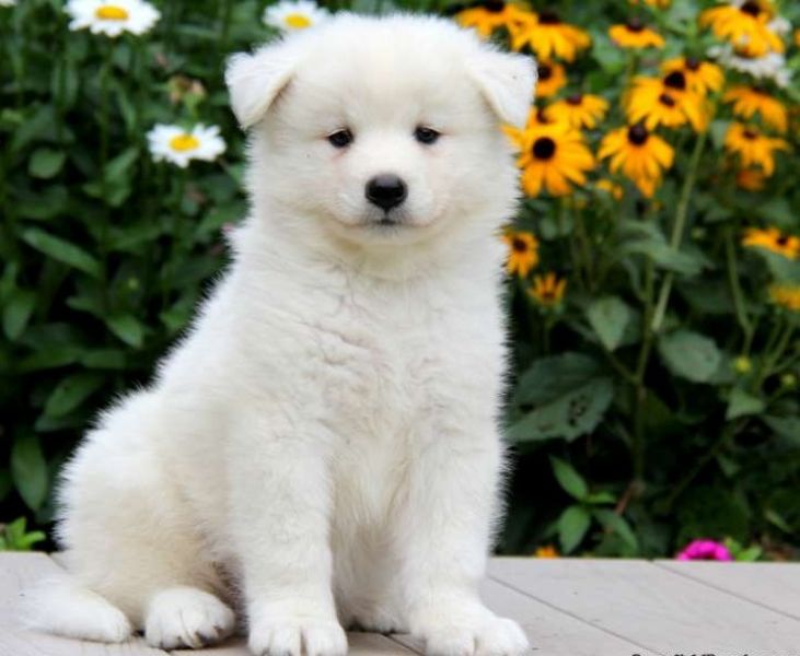 Regalo adorabili cuccioli  samoiedo  femminucce e maschietti disponibili