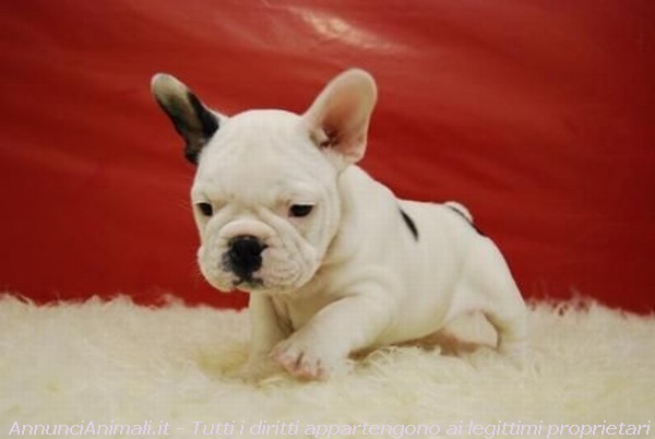 Bellissimi cuccioli di bouledogue francese, 