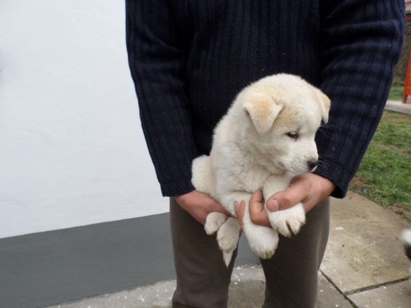 Cuccioli di akita-inu per adozione ( maschio e femmina )