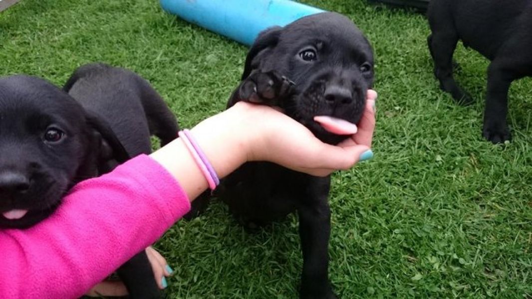  cuccioli di labrador  per adozione ( maschio e femmina )