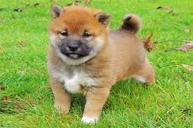 Adorabili cuccioli di shiba inu femminucce e maschietti disponibili per l'adozione cuccioli sono vac
